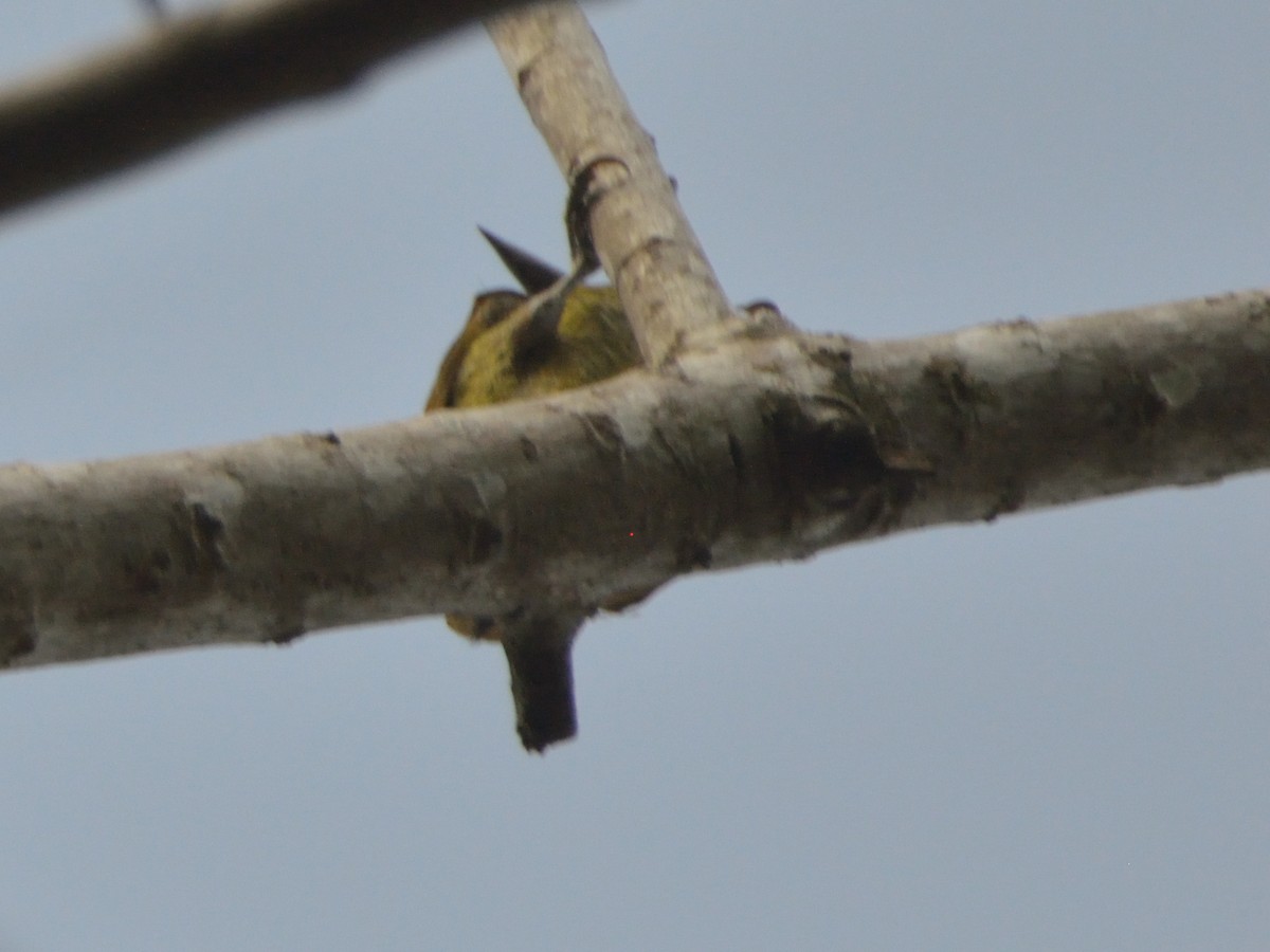 Golden-olive Woodpecker - ML620358753