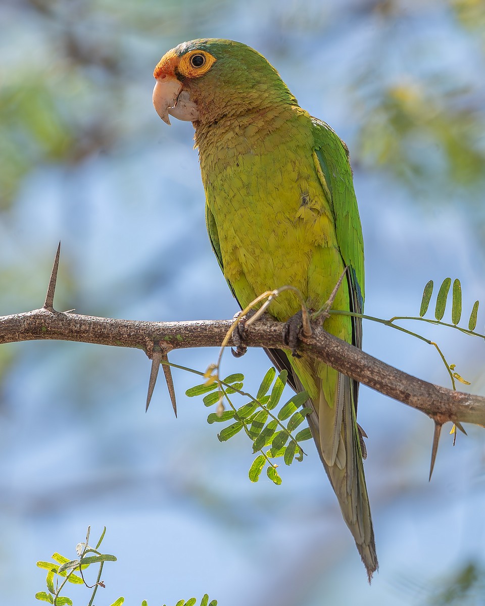 Aratinga Frentinaranja - ML620358762