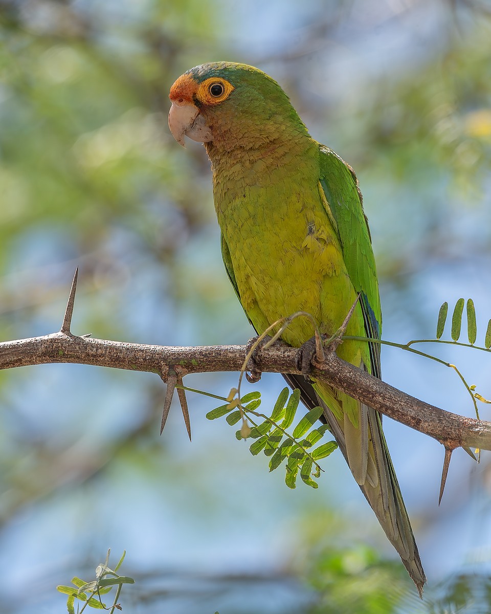 Aratinga Frentinaranja - ML620358764