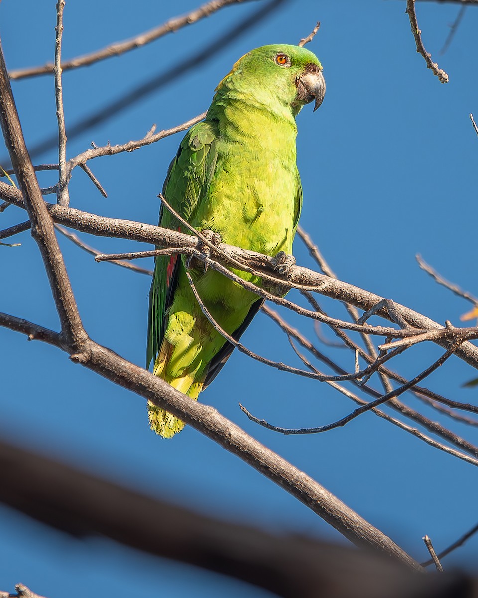 Yellow-naped Parrot - ML620358782