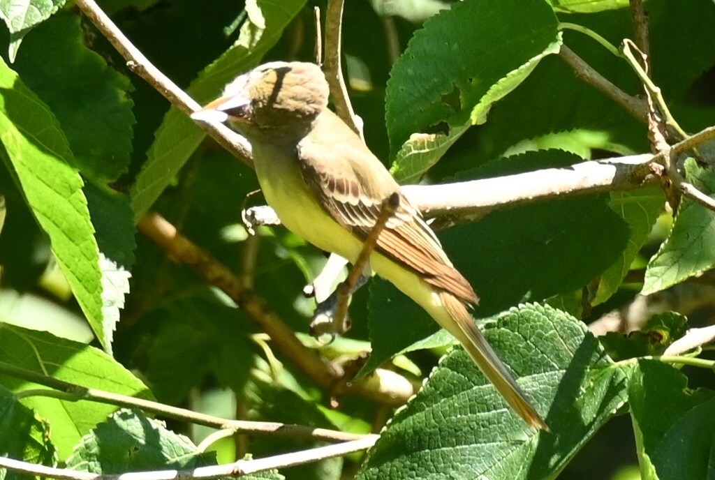 Great Crested Flycatcher - ML620358784