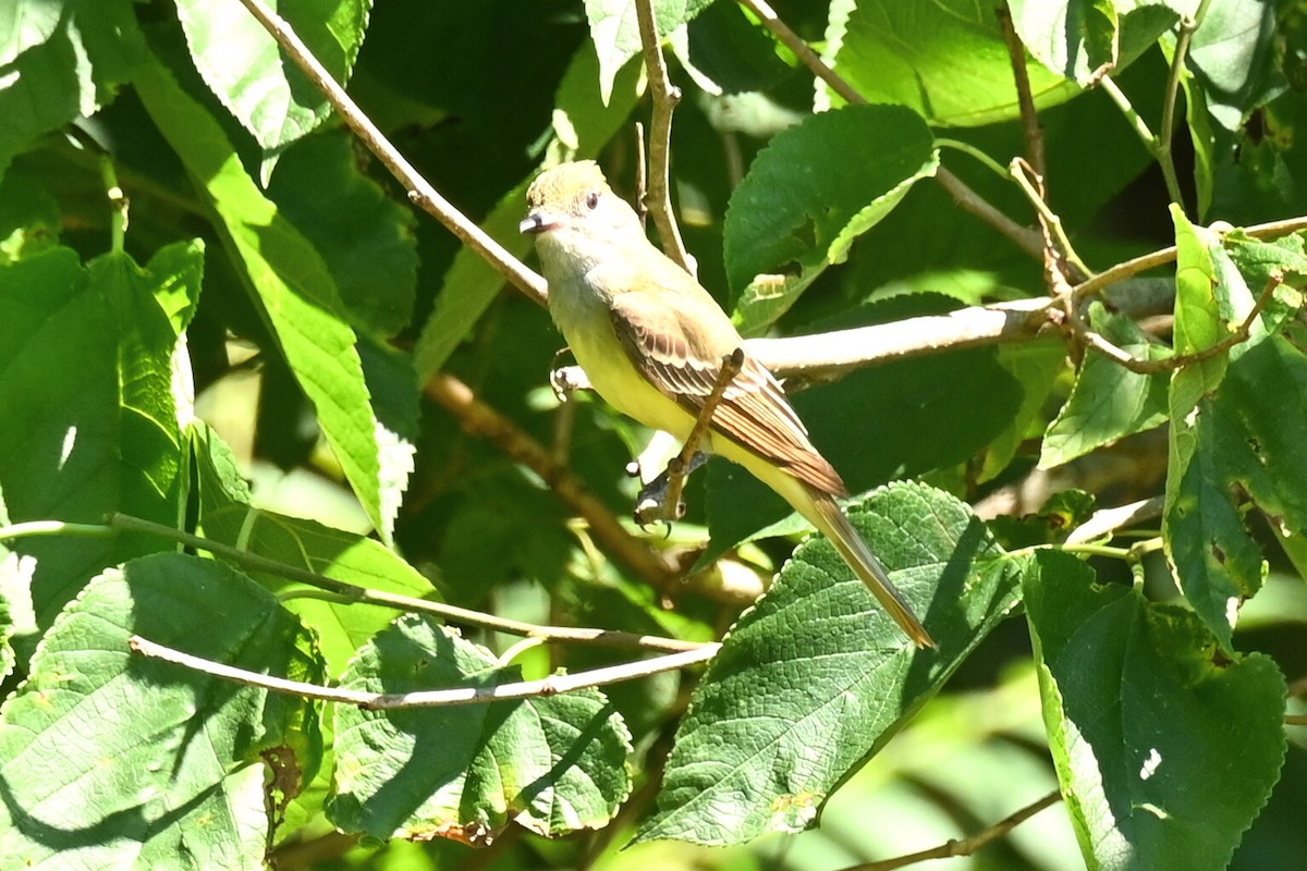 Great Crested Flycatcher - ML620358785