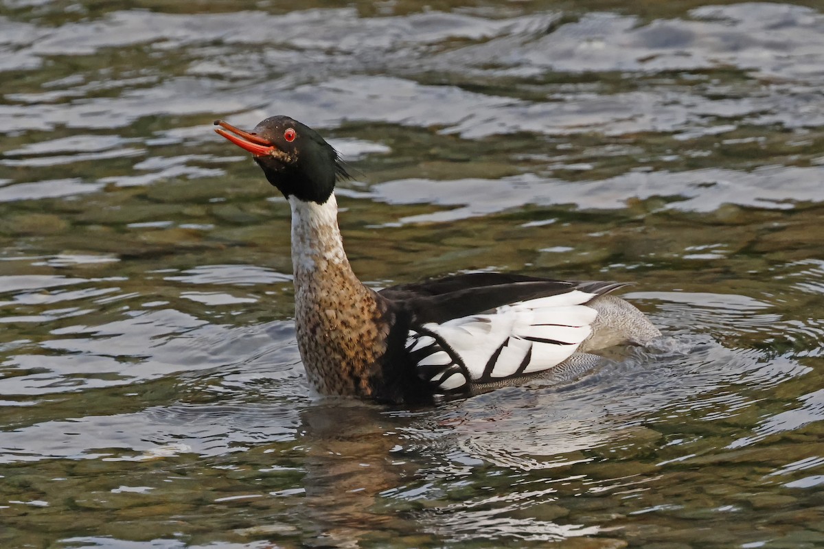 Red-breasted Merganser - ML620358804