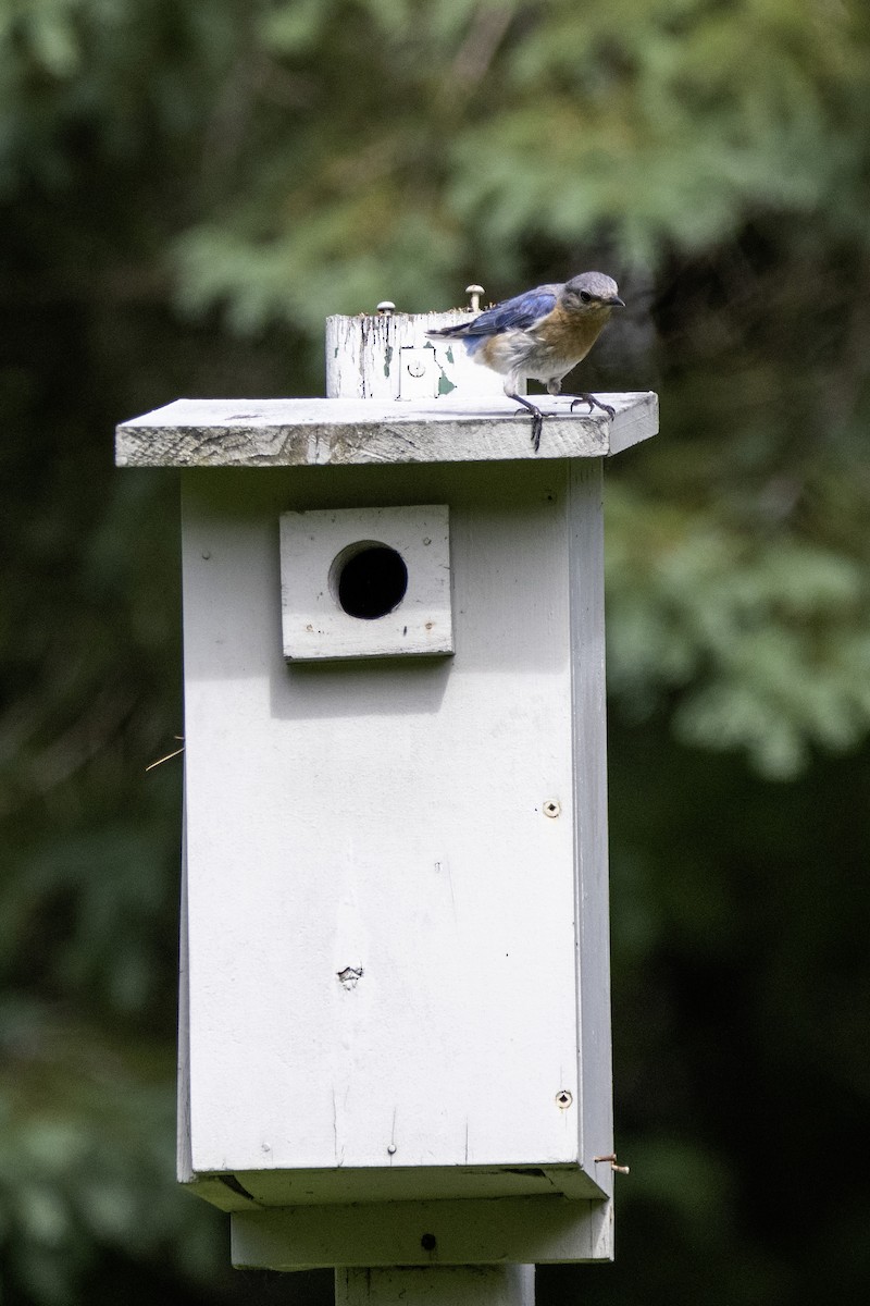 Eastern Bluebird - ML620358812