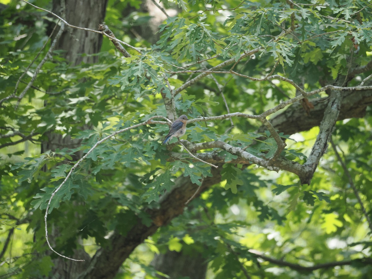 Eastern Bluebird - ML620358816