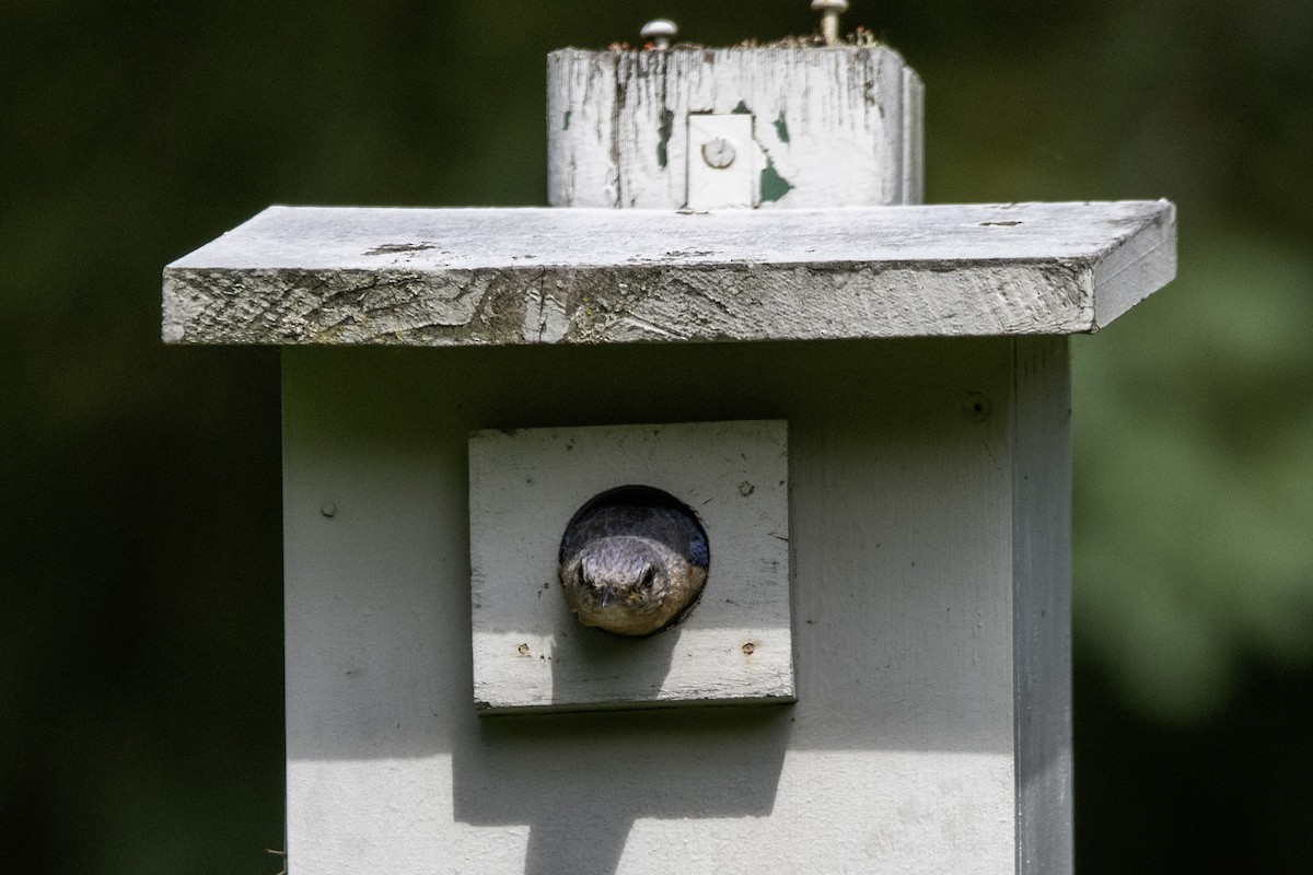 Eastern Bluebird - ML620358818