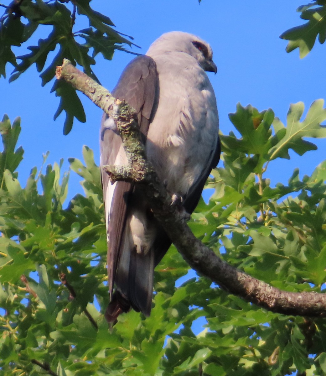 Mississippi Kite - ML620358819