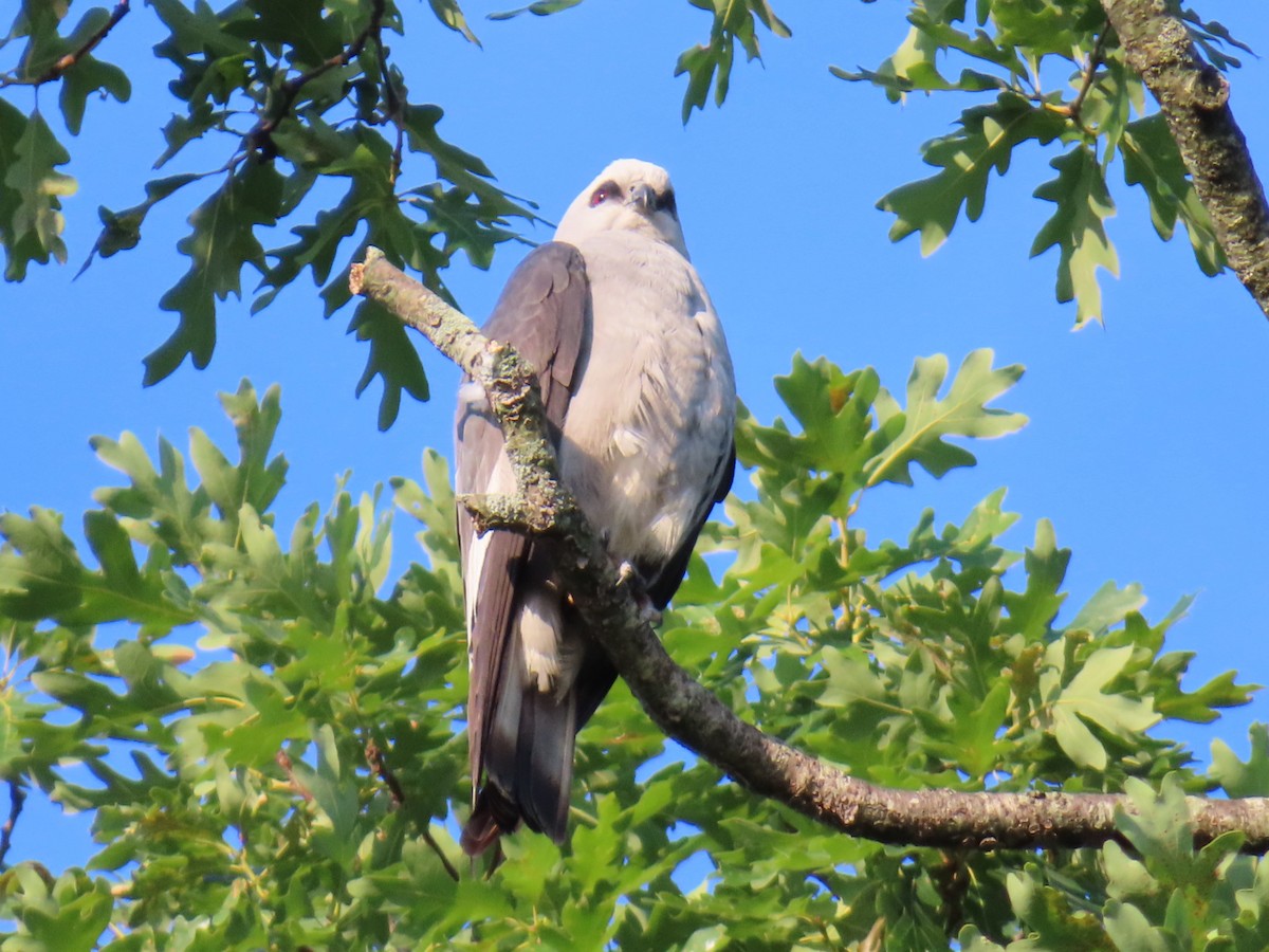 Mississippi Kite - ML620358820