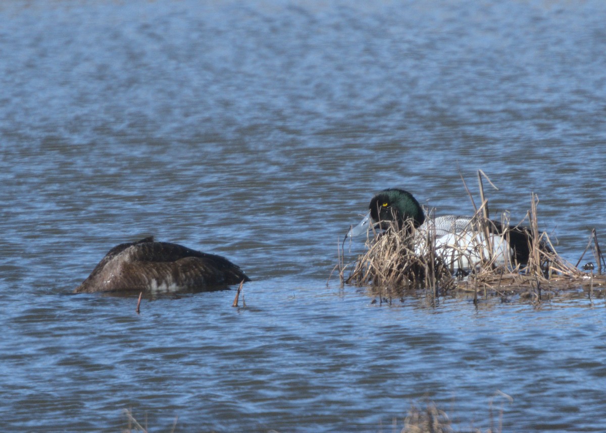 Greater Scaup - ML620358836