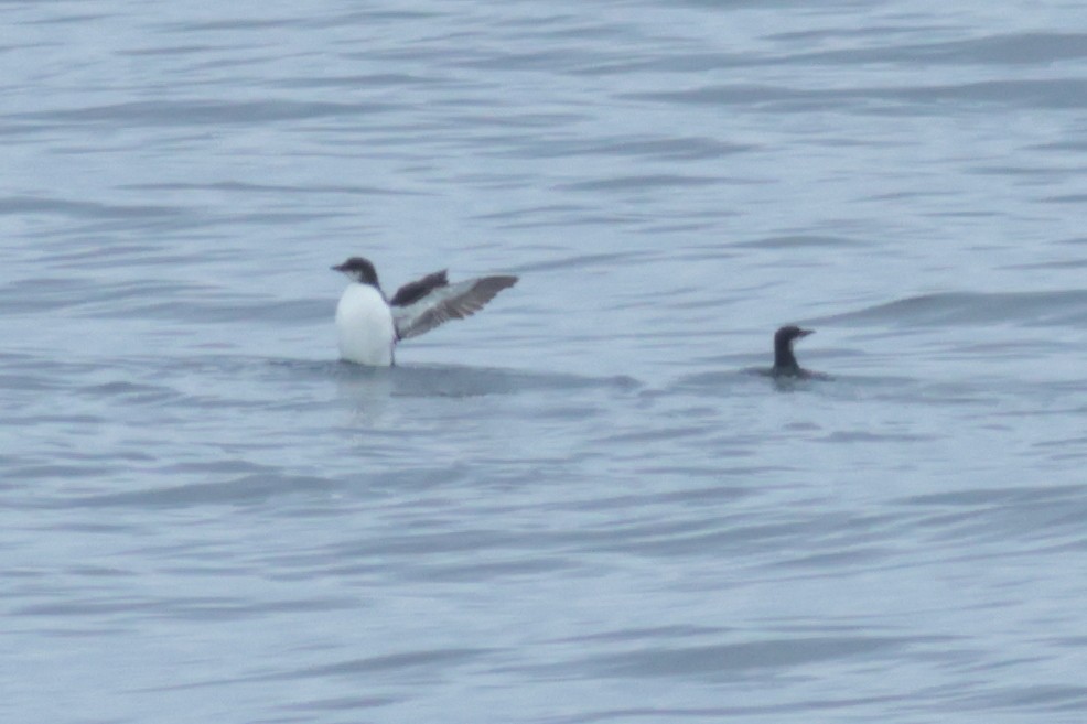 Thick-billed Murre - ML620358841