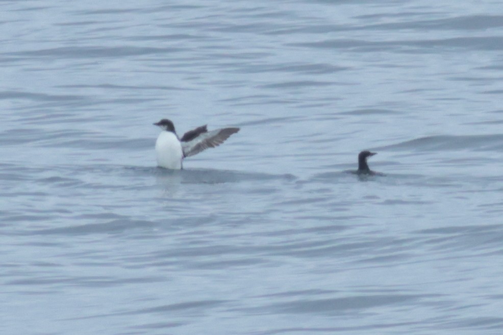 Guillemot de Brünnich - ML620358841