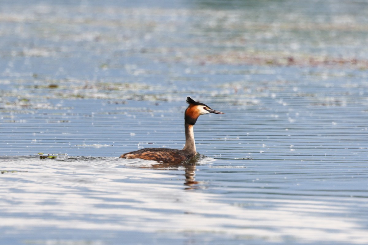 Great Crested Grebe - ML620358848
