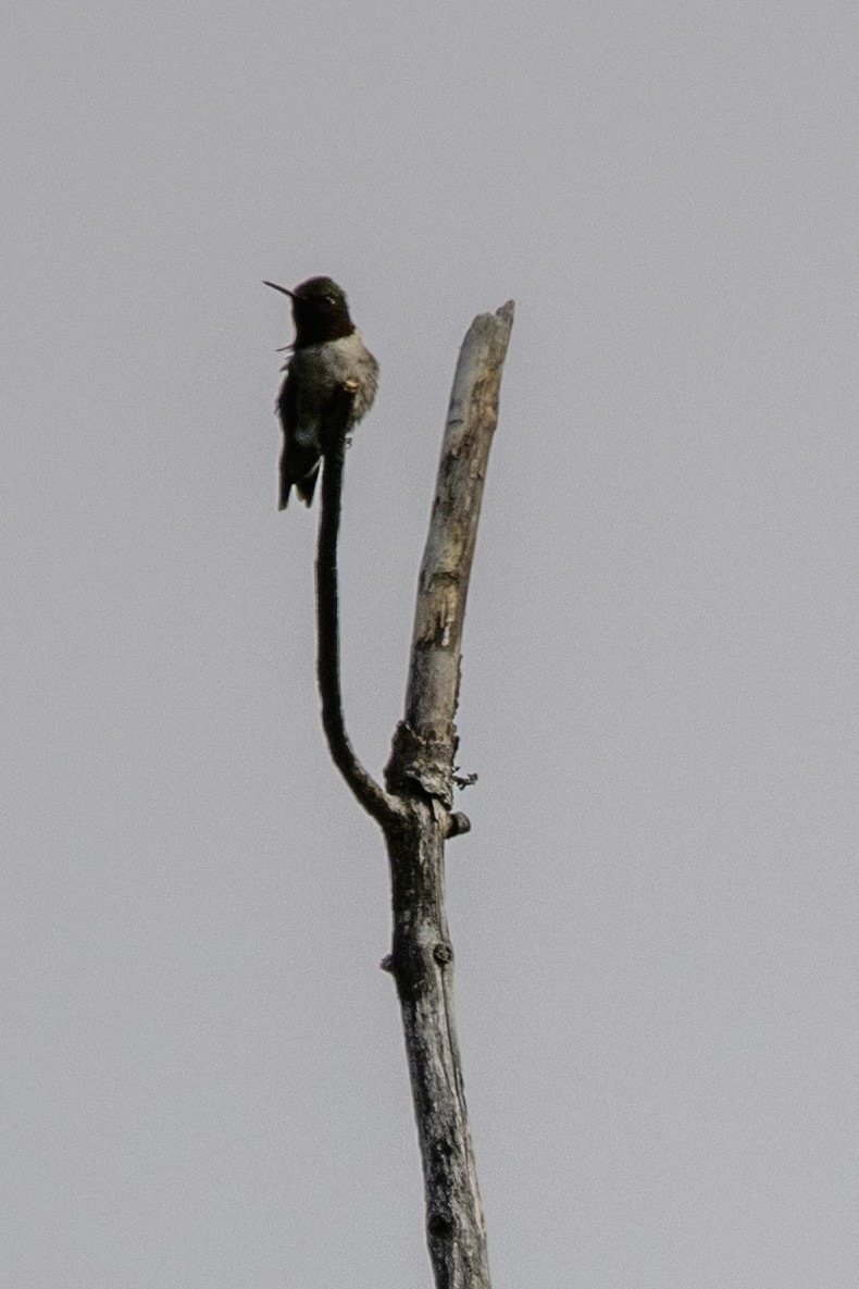 Yakut Boğazlı Kolibri - ML620358861