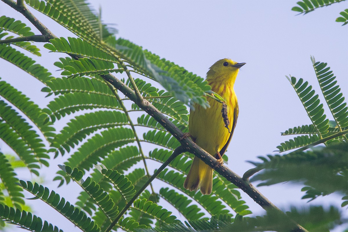 Yellow Warbler (Northern) - ML620358862