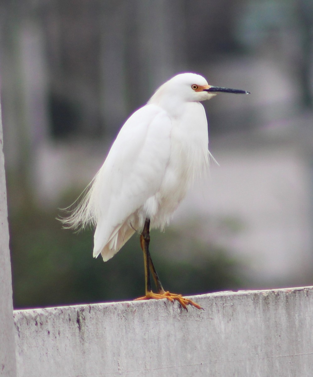 Aigrette neigeuse - ML620358866