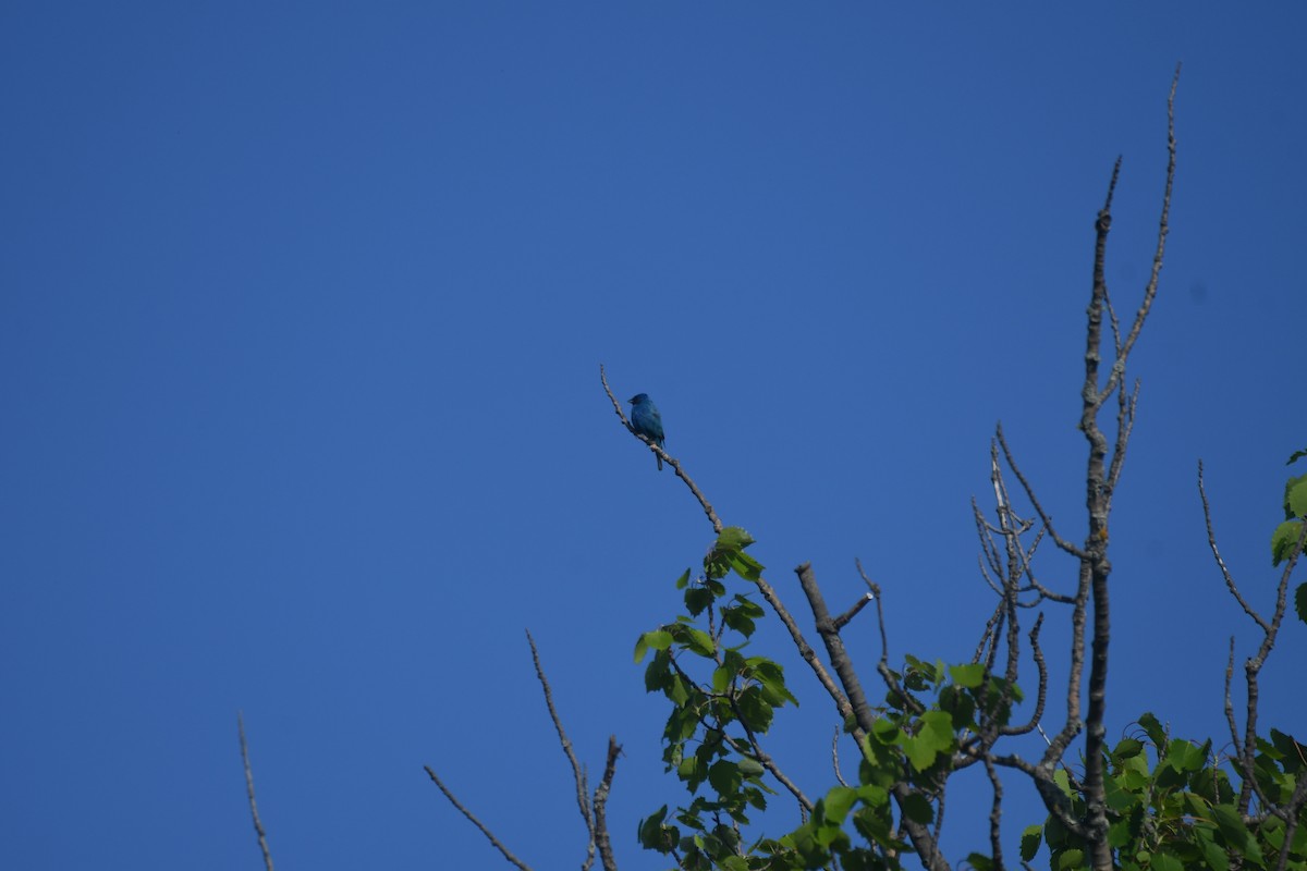 Passerin indigo - ML620358868