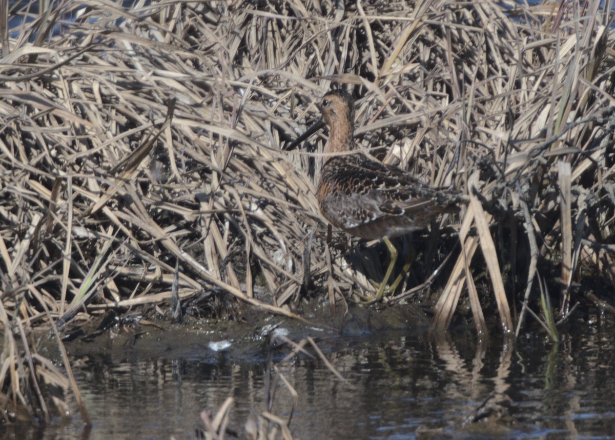 Long-billed Dowitcher - ML620358872
