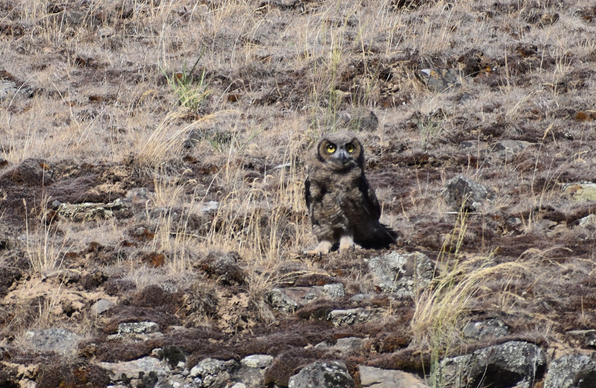 Short-eared Owl - ML620358874