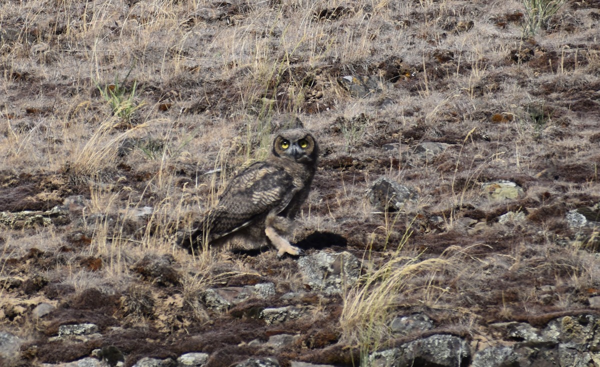 Short-eared Owl - ML620358875