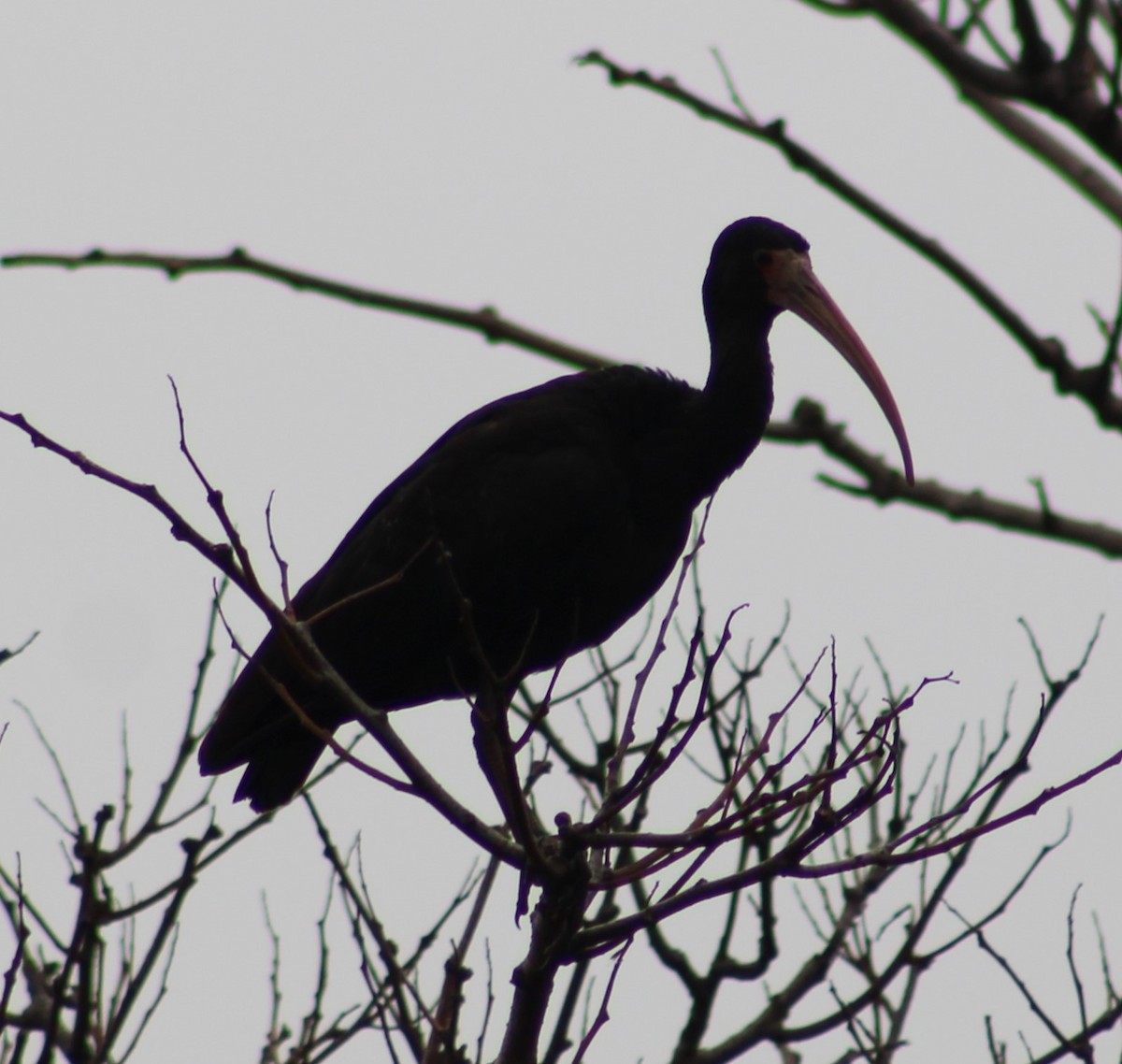 Ibis à face nue - ML620358876