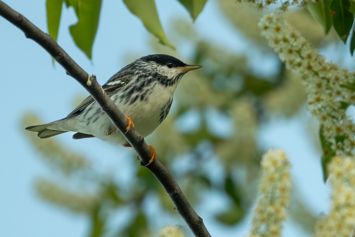 Blackpoll Warbler - ML620358879