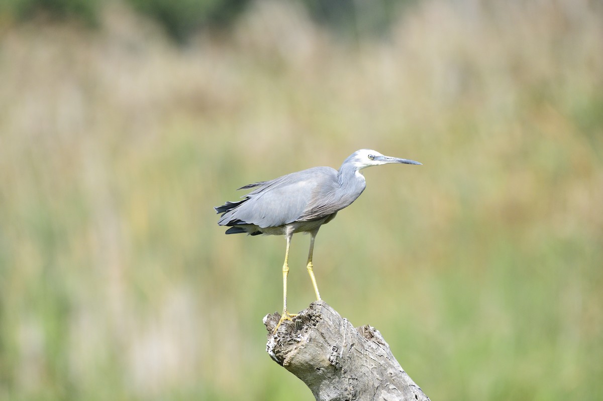 White-faced Heron - ML620358882