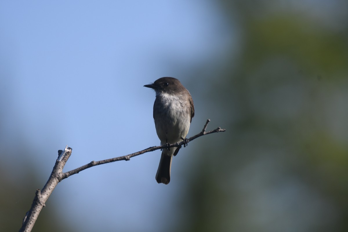 Eastern Phoebe - ML620358883