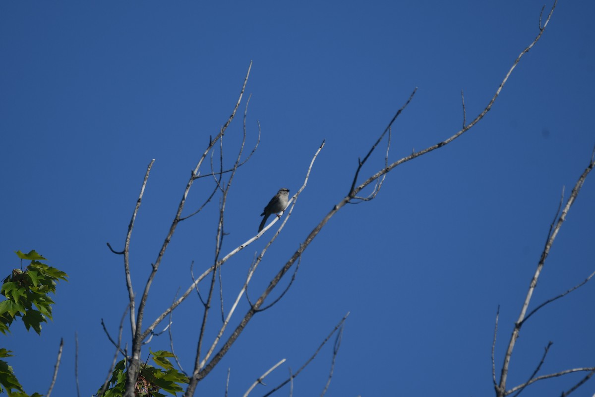 Chipping Sparrow - ML620358894