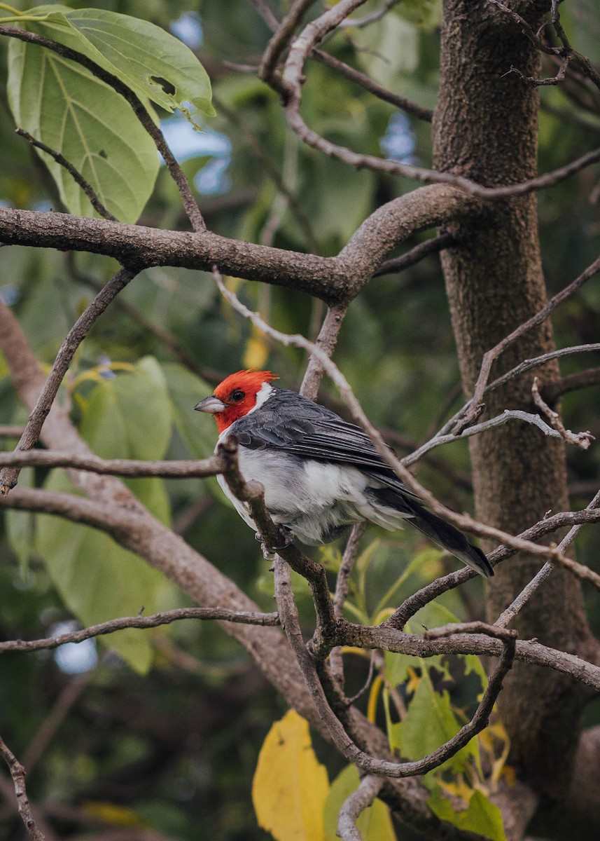 Red-crested Cardinal - ML620358912