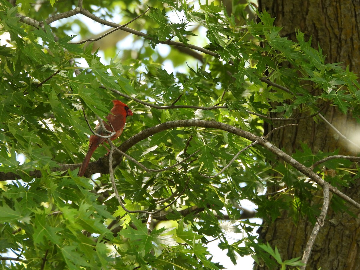 Cardinal rouge - ML620358913