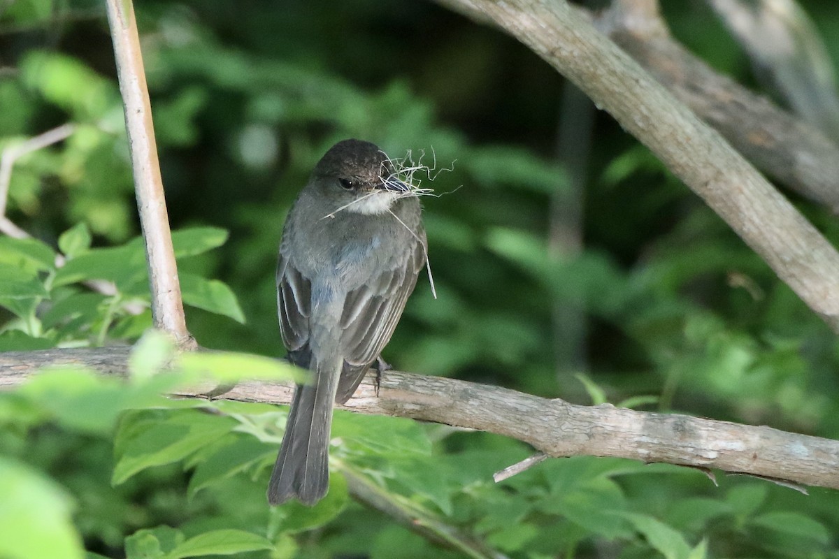 Eastern Phoebe - ML620358919