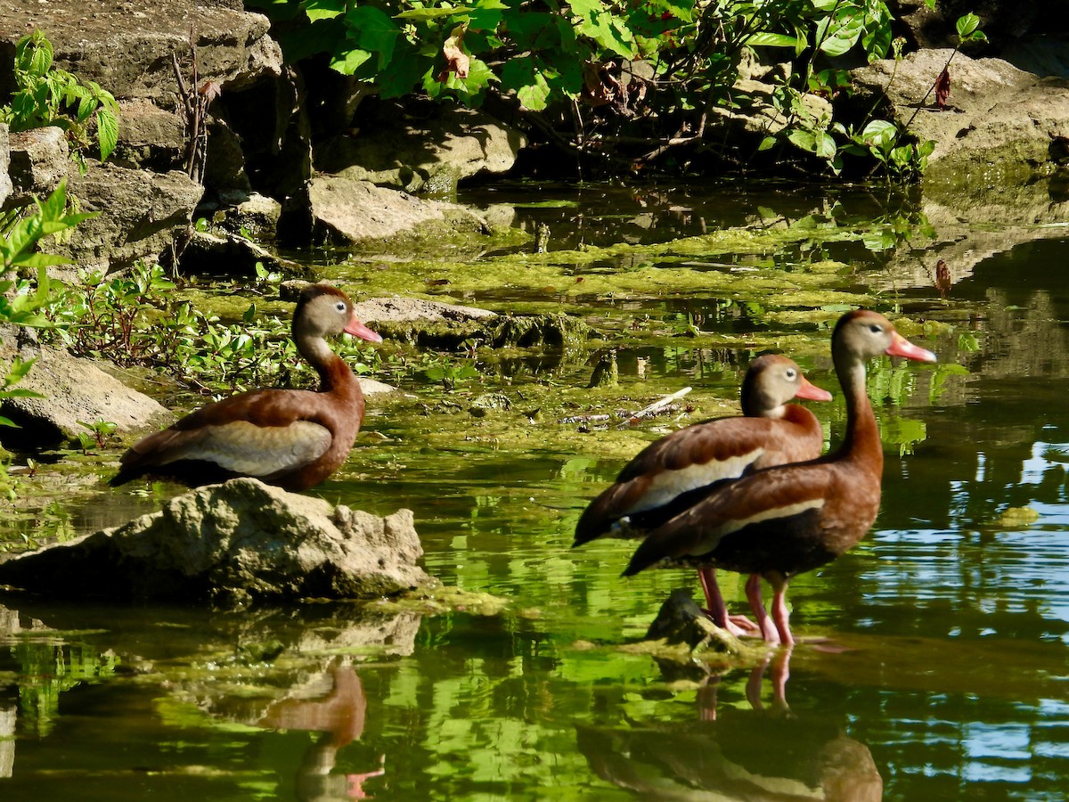 Black-bellied Whistling-Duck - ML620358927