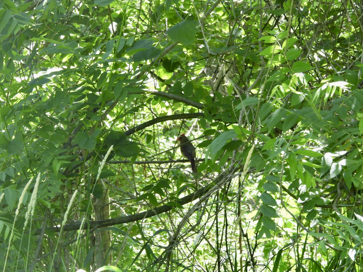 Northern Cardinal - ML620358929