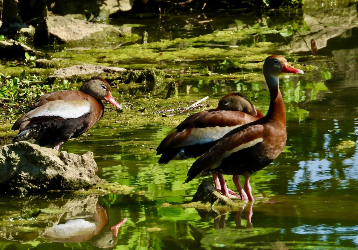 Black-bellied Whistling-Duck - ML620358932