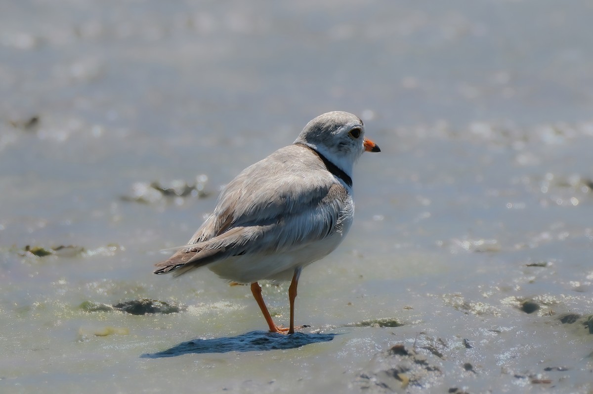 Piping Plover - ML620358934