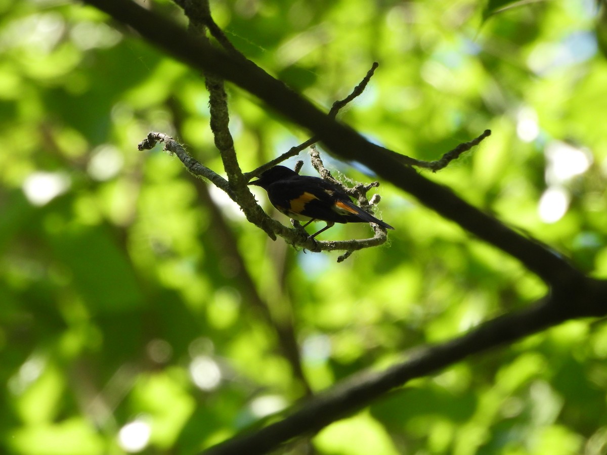 American Redstart - ML620358945