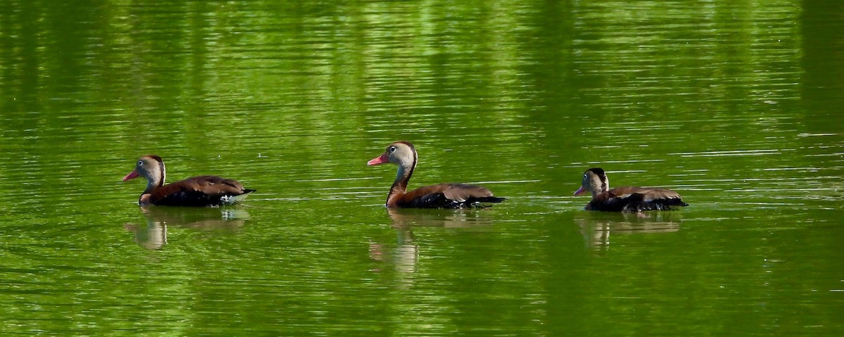 Black-bellied Whistling-Duck - ML620358951