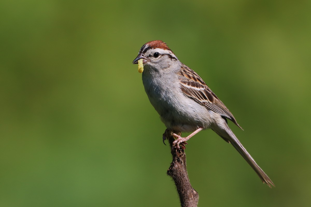 Chipping Sparrow - ML620358957