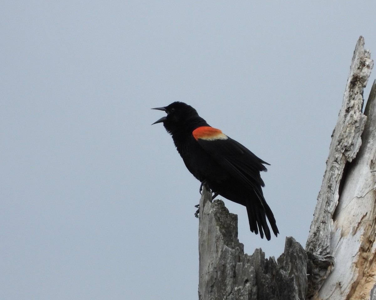 Red-winged Blackbird - ML620358960