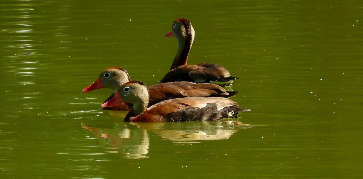 Black-bellied Whistling-Duck - Robert Chadwick