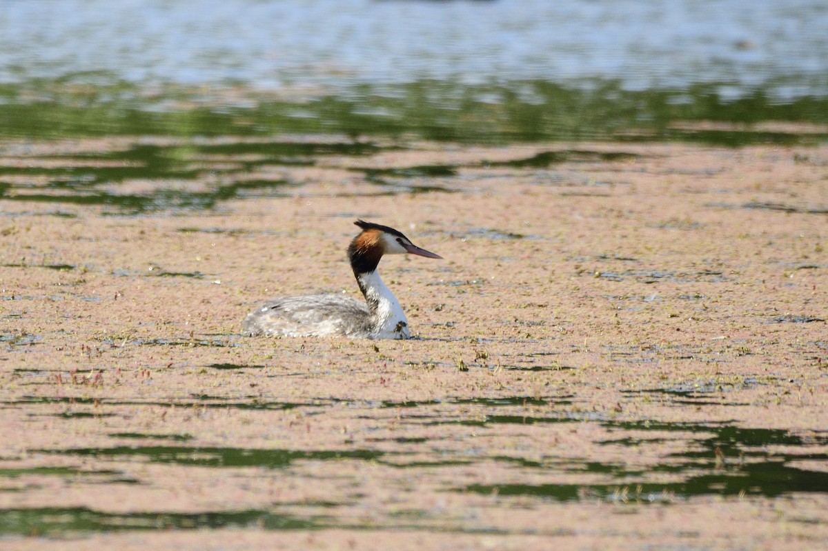 Great Crested Grebe - ML620358966