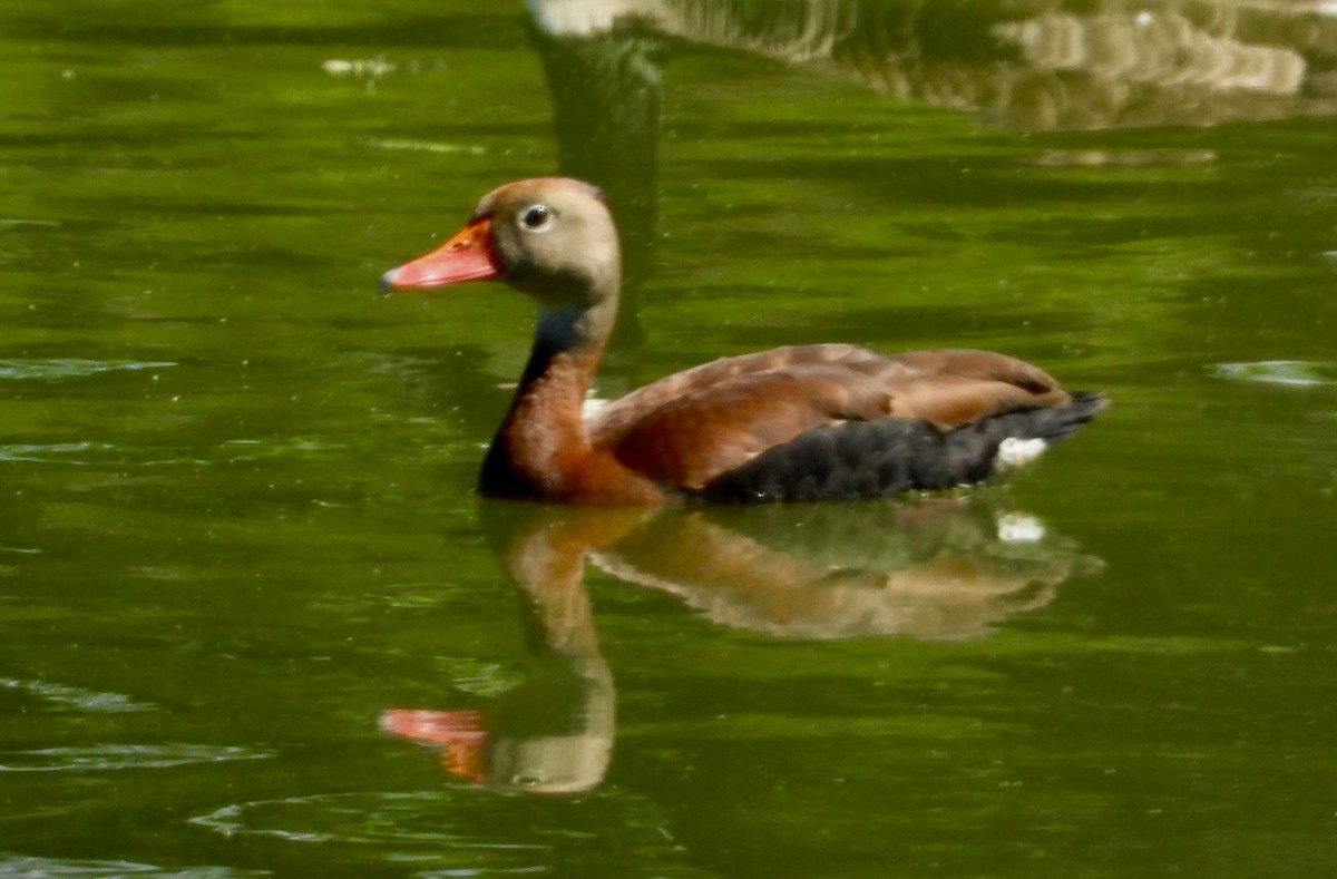 Black-bellied Whistling-Duck - ML620358970