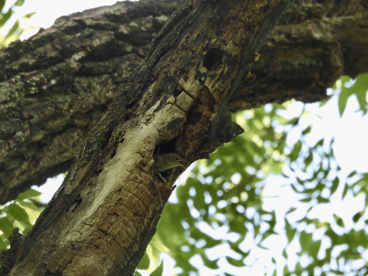 House Wren - ML620358972