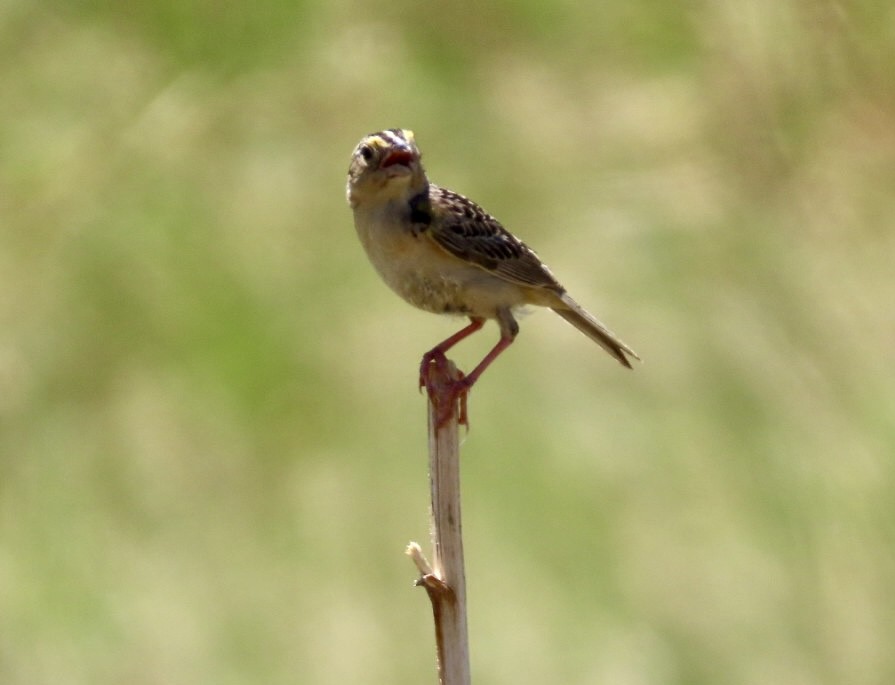 Grasshopper Sparrow - ML620358991