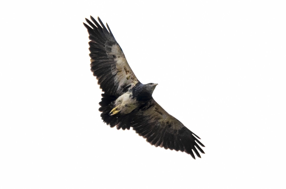 Black-chested Buzzard-Eagle - ML620358993