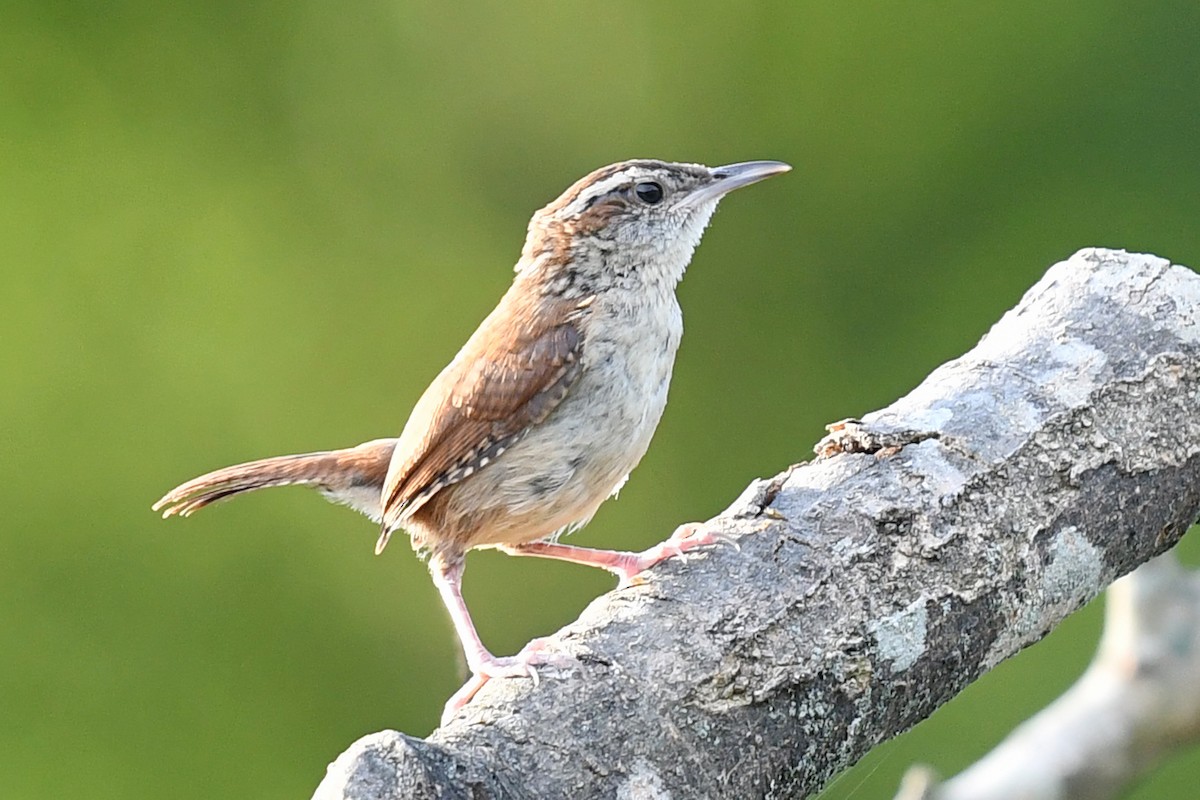 Carolina Wren - ML620358998