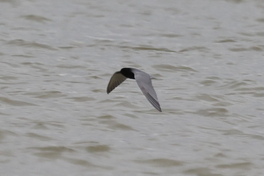 Black Tern - ML620359002