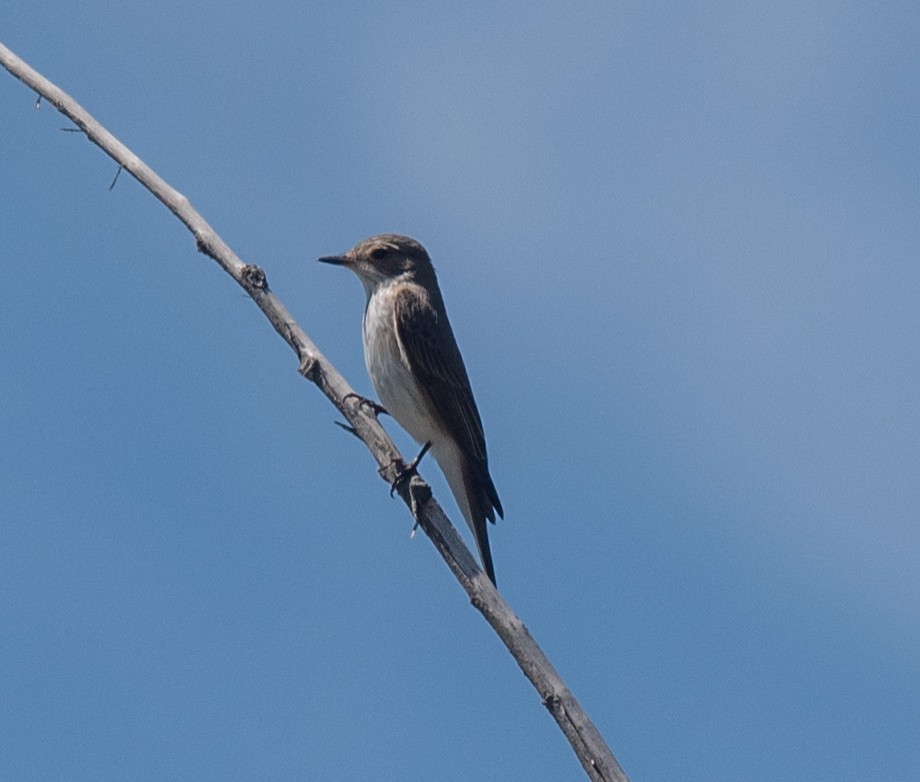 Spotted Flycatcher (Spotted) - ML620359016