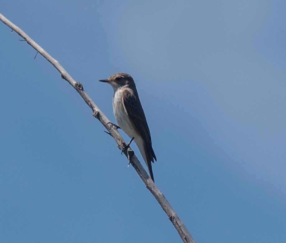 Spotted Flycatcher (Spotted) - Clive Harris