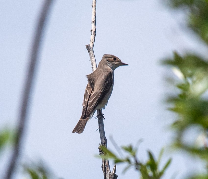 gråfluesnapper (striata gr.) - ML620359017